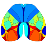 Top view of mouse cortical areas