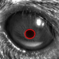 Eye Tracking: An Invaluable and Inexpensive Tool in Neuroscience
