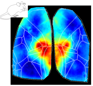 Cortical map during grooming