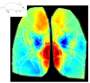 Cortical map during locomotion