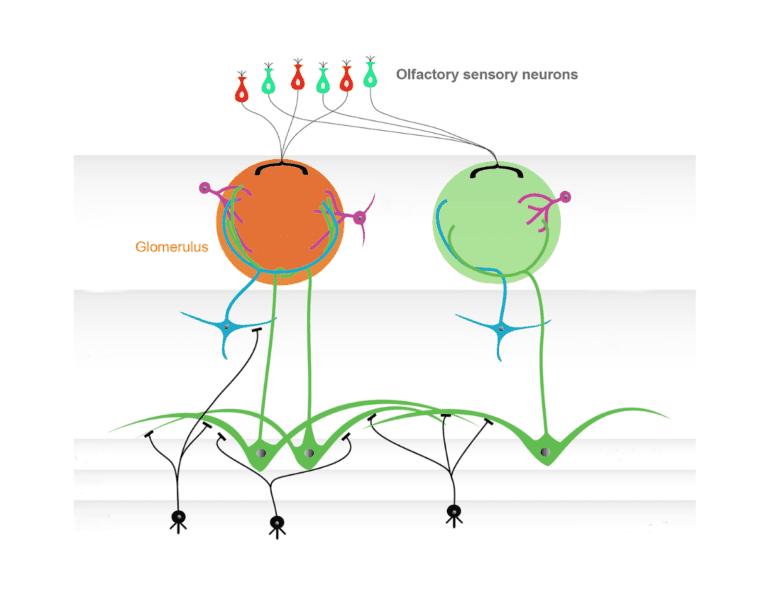 schematic representation of the neuronal network in the olfactory bulb