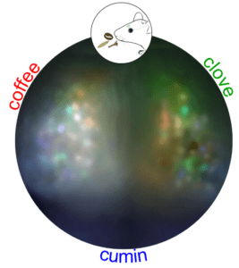 From Scents to Signals: exploring the mouse olfactory bulb
