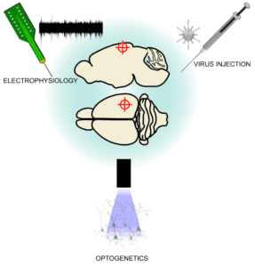 Improving Probe Targeting Accuracy in Mouse Cortex Using Optical Imaging