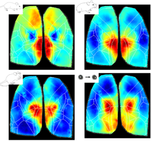 Cortical Dynamics in Mouse Behavior using Widefield Calcium Imaging - Part One