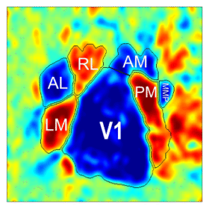 Mapping of visual areas in mice