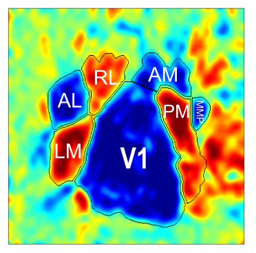 Mapping of visual areas in mice