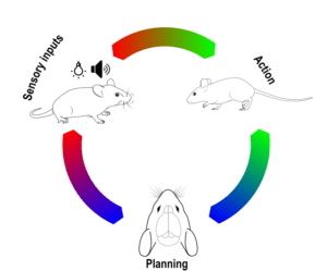 Dynamics between environment, the brain and action driving behavior