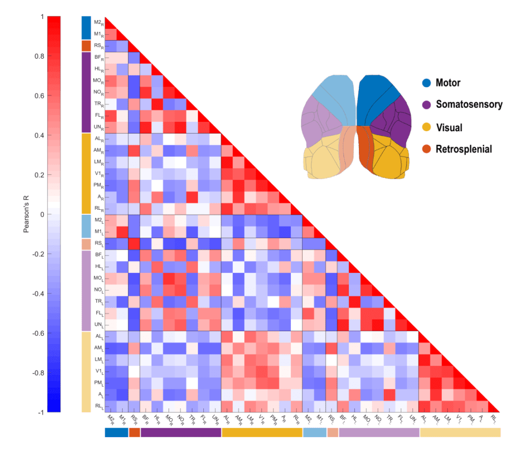 resting state functional connectivity of a mouse