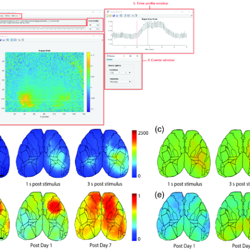 Bridging the gap: umIT makes complex imaging data accessible to scientists of all backgrounds
