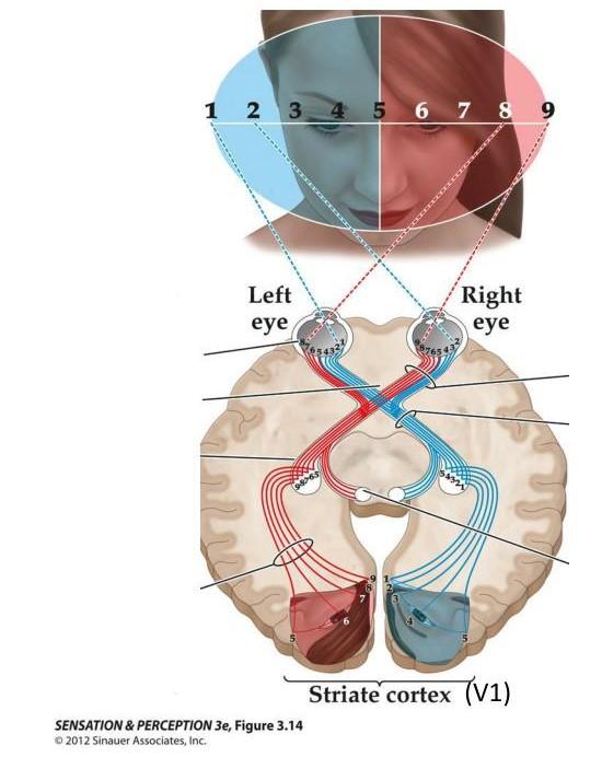 Retinotopic organization of human brain