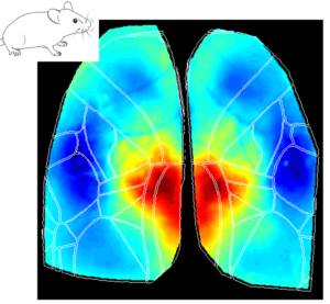 Cortical map during whisking